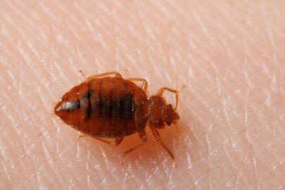 Bed Bugs