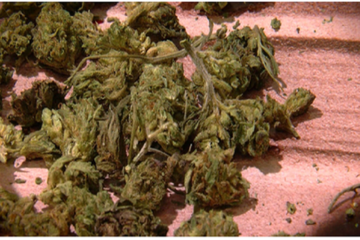 CBD Flower